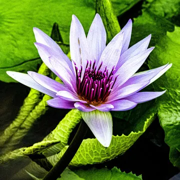 专家头像1